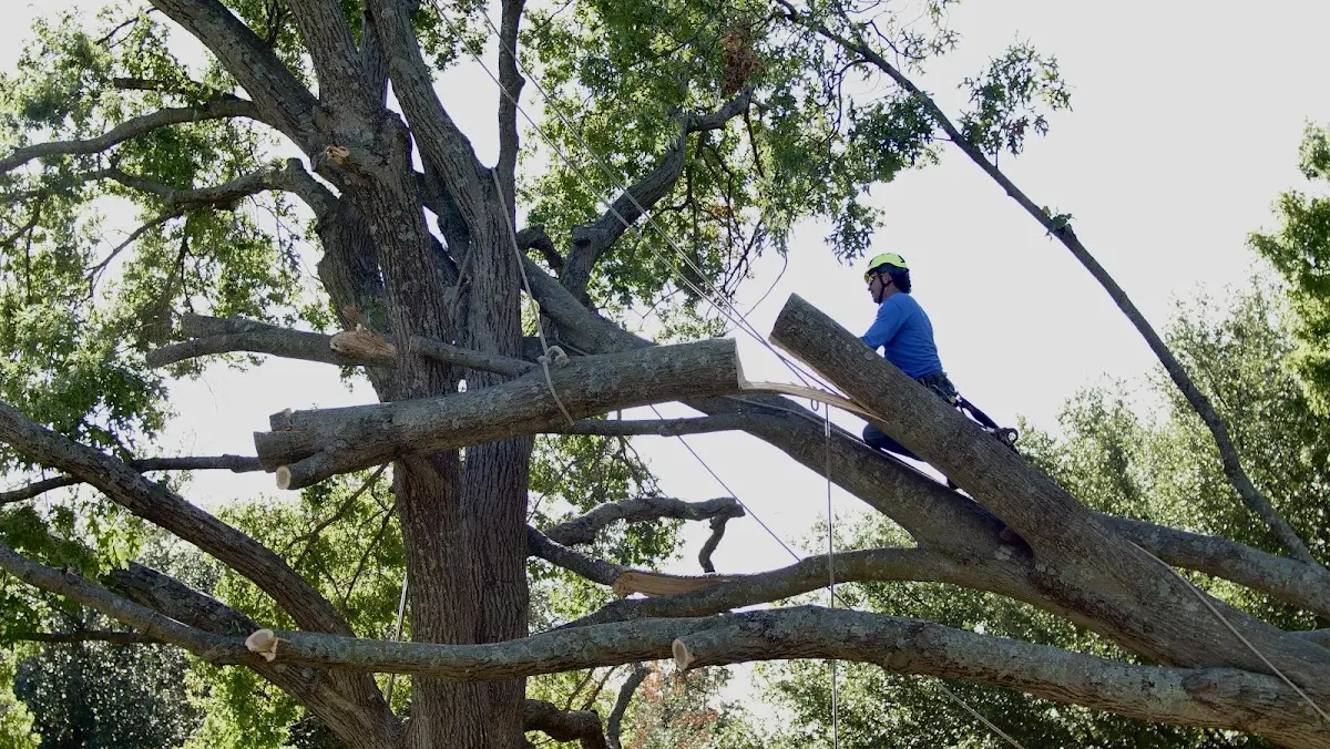 Professional Crown Thinning performed by certified arborists in Wall